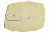 Fossil Seed Bug (Aphanus) - France #255983-1